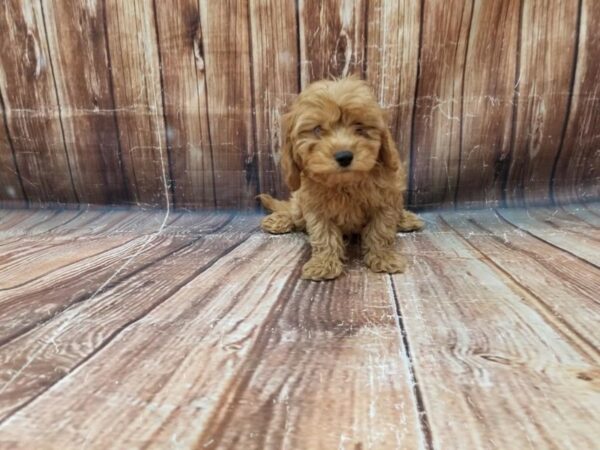 Cavalier King Charles Spaniel/Poodle-DOG-Male-Ruby-23314-Petland Scottsdale, Arizona