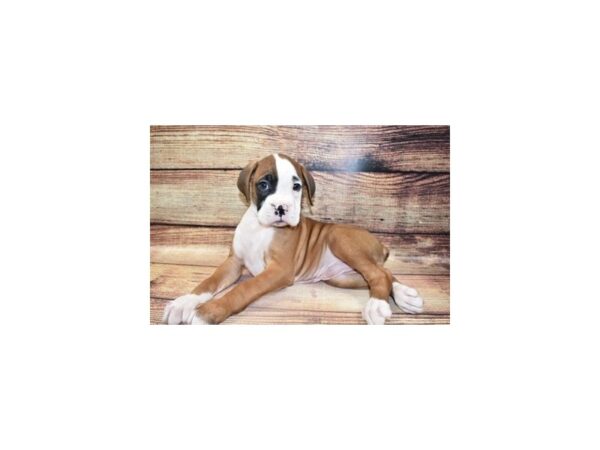 Boxer-DOG-Male-Fawn-23335-Petland Scottsdale, Arizona