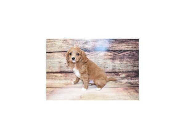 Cavalier King Charles Spaniel/Poodle-DOG-Male-Red-23339-Petland Scottsdale, Arizona