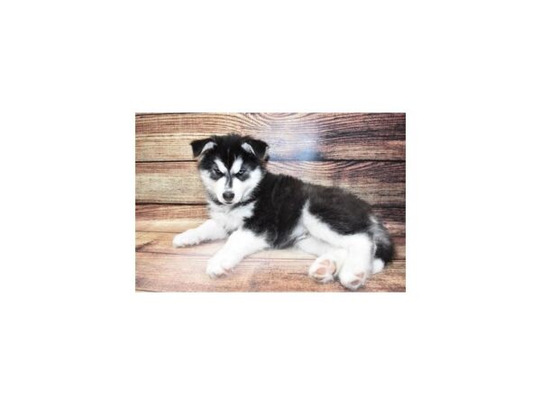 Siberian Husky-DOG-Male-Black and White-23332-Petland Scottsdale, Arizona