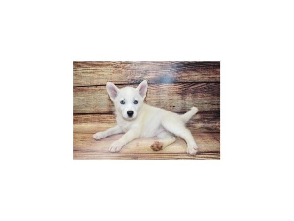 Siberian Husky-DOG-Female-Sable and White-23333-Petland Scottsdale, Arizona
