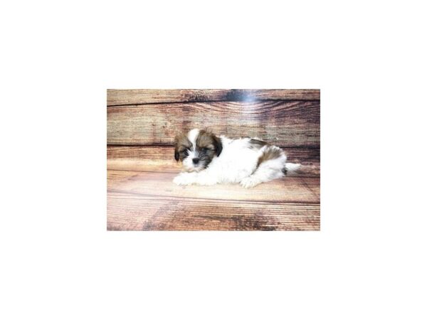 Shih Tzu-DOG-Female-Black Gold and Silver-23331-Petland Scottsdale, Arizona