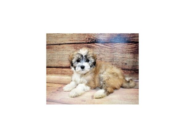 Coton De Tulear-DOG-Female-White-23334-Petland Scottsdale, Arizona