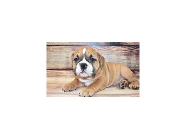 English Bulldog-DOG-Male-Red and White-23336-Petland Scottsdale, Arizona