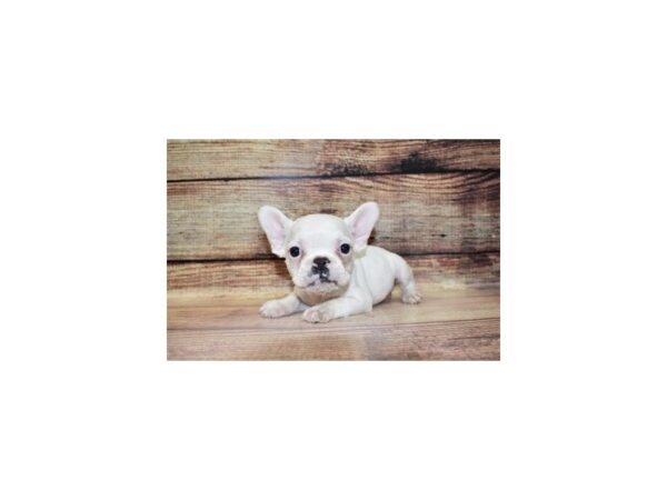 French Bulldog-DOG-Male-Cream and White-23327-Petland Scottsdale, Arizona
