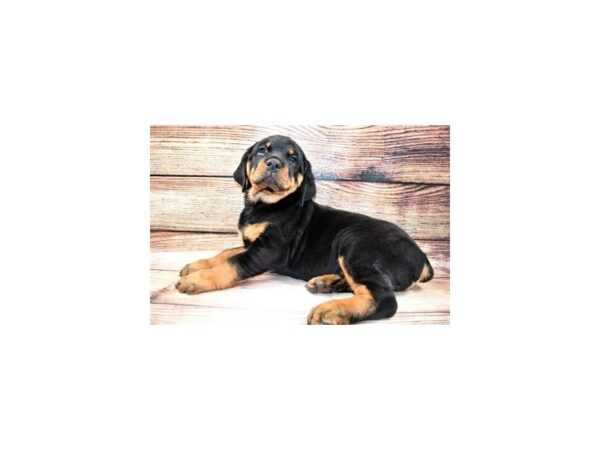 Rottweiler-DOG-Male-Black and Mahogany-23329-Petland Scottsdale, Arizona