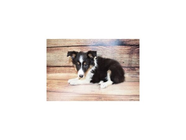 Shetland Sheepdog-DOG-Female-Black White and Tan-23330-Petland Scottsdale, Arizona