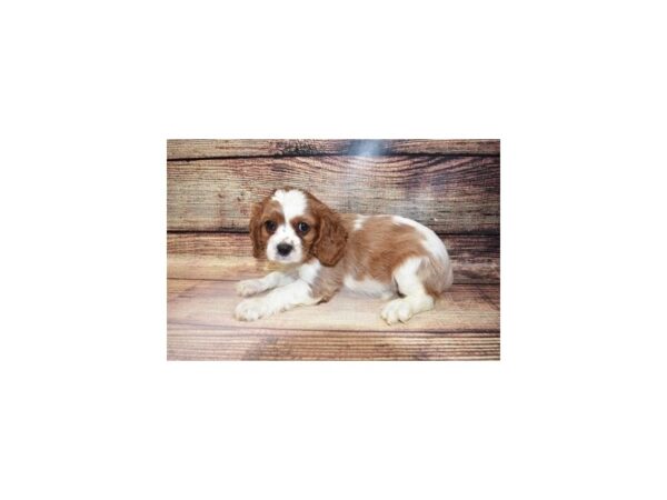 Cavalier King Charles Spaniel-DOG-Male-Blenheim-23325-Petland Scottsdale, Arizona