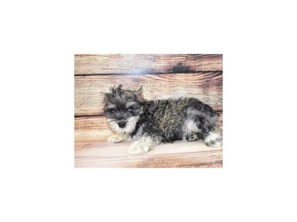 Miniature Schnauzer-DOG-Male-Salt and Pepper-23328-Petland Scottsdale, Arizona