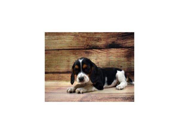 Beagle/Cavalier King Charles Spaniel-DOG-Female-Black White and Tan-23337-Petland Scottsdale, Arizona