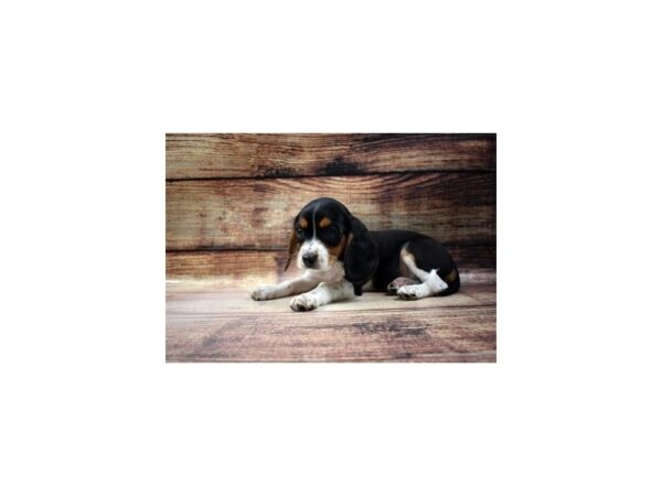 Beagle/Cavalier King Charles Spaniel-DOG-Male-Black White and Tan-23338-Petland Scottsdale, Arizona