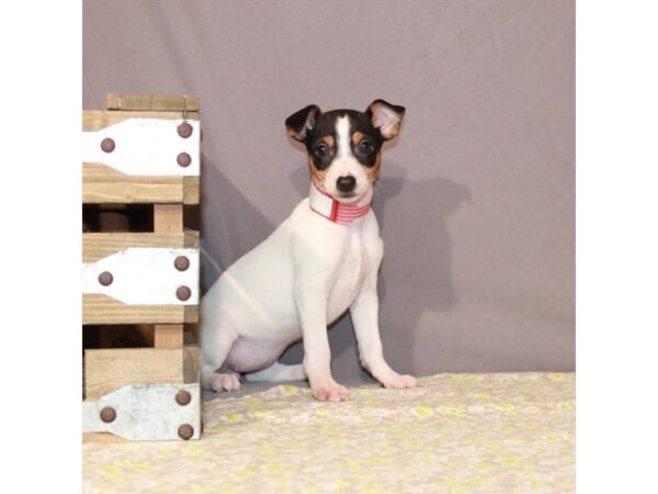 Jack Russell Terrier-DOG-Female-White Black / Tan-23345-Petland Scottsdale, Arizona