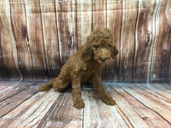Standard Poodle-DOG-Female-BROWN-23351-Petland Scottsdale, Arizona