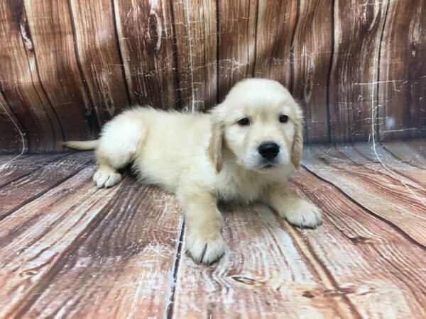 Golden Retriever-DOG-Male-Golden-23352-Petland Scottsdale, Arizona