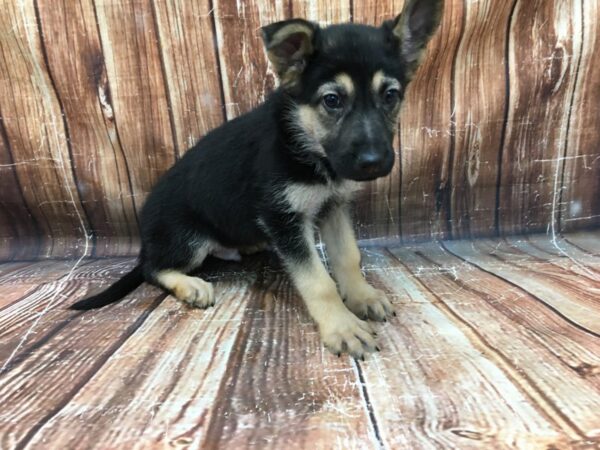 German Shepherd Dog-DOG-Male-Black / Tan-23349-Petland Scottsdale, Arizona