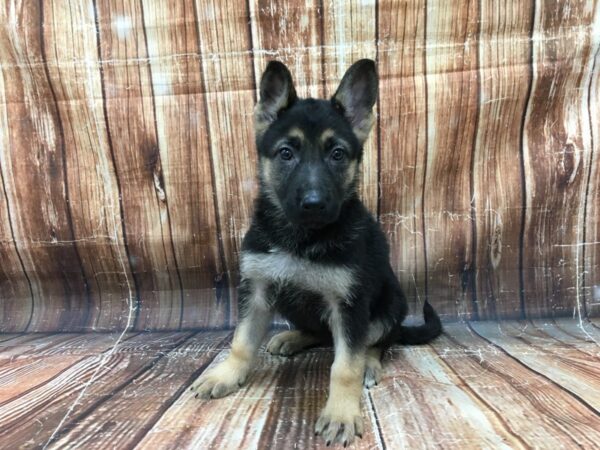 German Shepherd Dog-DOG-Female-Black / Tan-23348-Petland Scottsdale, Arizona
