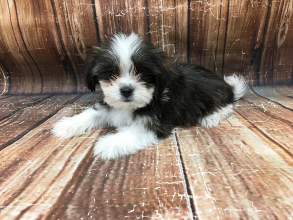 Mix-DOG-Male-White / Chocolate-23347-Petland Scottsdale, Arizona