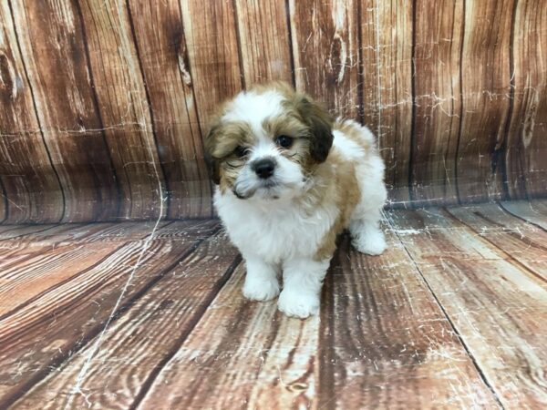 Bichon Frise/Shih Tzu-DOG-Male-White / Red Fawn-23346-Petland Scottsdale, Arizona