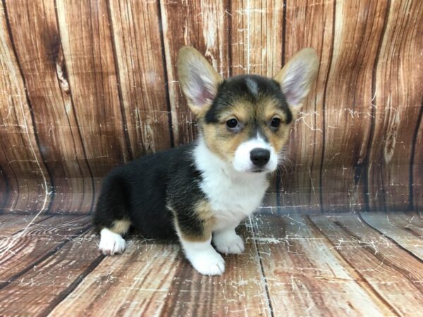 Pembroke Welsh Corgi-DOG-Female-Black / Tan-23344-Petland Scottsdale, Arizona