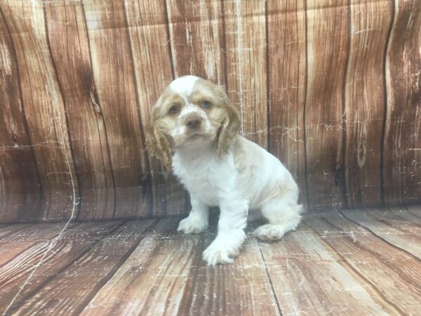 Cocker Spaniel-DOG-Male-White / Buff-23343-Petland Scottsdale, Arizona