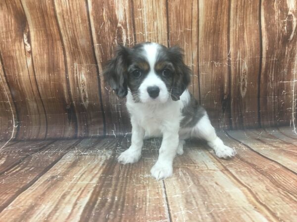 Cavalier King Charles Spaniel-DOG-Male-Blue Merle White / Tan-23341-Petland Scottsdale, Arizona