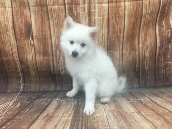 American Eskimo Dog-DOG-Male-White-23340-Petland Scottsdale, Arizona