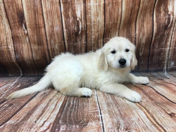 Golden Retriever-DOG-Female-Golden-23353-Petland Scottsdale, Arizona