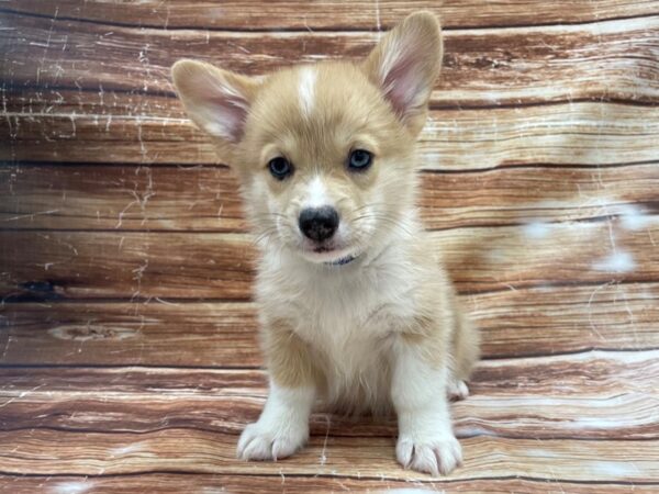 Pembroke Welsh Corgi-DOG-Male-Red Merle-23363-Petland Scottsdale, Arizona