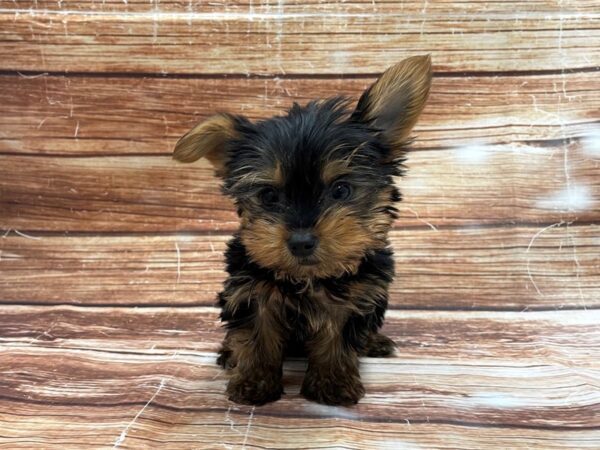 Yorkshire Terrier-DOG-Male-Black / Tan-23365-Petland Scottsdale, Arizona