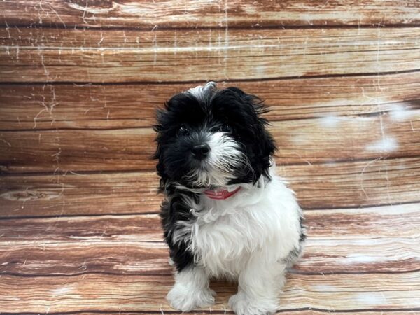 Maltese/Poodle-DOG-Female-White / Brindle-23369-Petland Scottsdale, Arizona