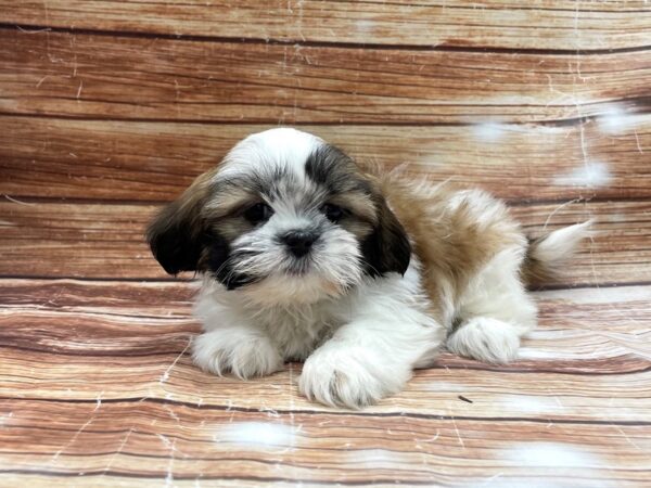 Shih Tzu-DOG-Female-White / Gold-23364-Petland Scottsdale, Arizona