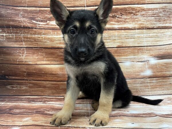 German Shepherd Dog-DOG-Female-Black / Tan-23367-Petland Scottsdale, Arizona