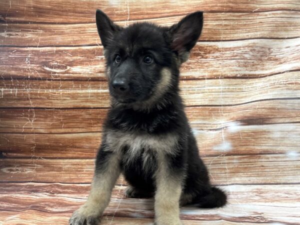 German Shepherd Dog-DOG-Male-Black / Tan-23368-Petland Scottsdale, Arizona