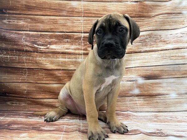 Bullmastiff-DOG-Male-Fawn-23366-Petland Scottsdale, Arizona
