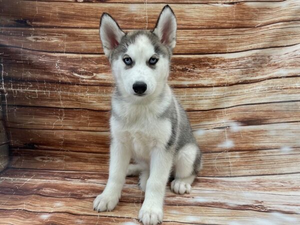 Siberian Husky-DOG-Female-Black Grey and White-23358-Petland Scottsdale, Arizona