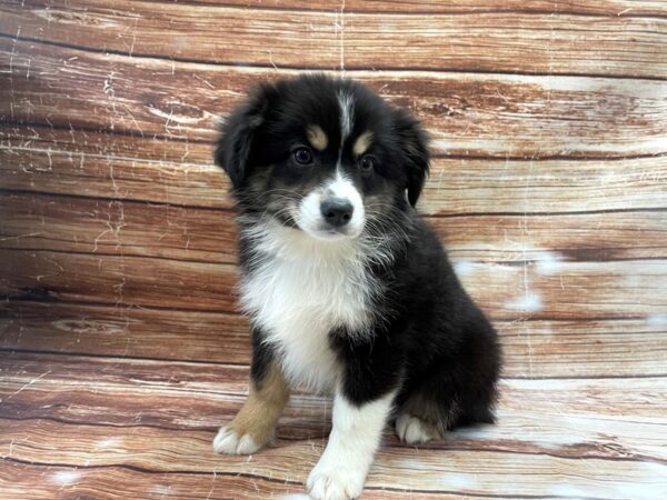 Miniature Australian Shepherd-DOG-Male-Black White and Brown-23359-Petland Scottsdale, Arizona