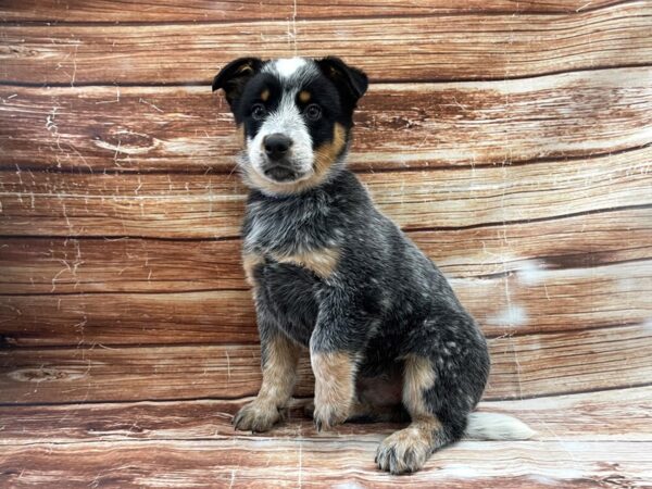 Australian Cattle Dog-DOG-Male-Blue Mottled-23360-Petland Scottsdale, Arizona