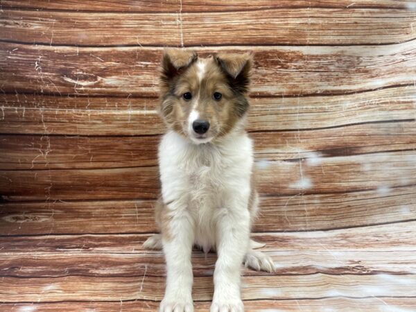 Shetland Sheepdog-DOG-Male-Sable and White-23356-Petland Scottsdale, Arizona