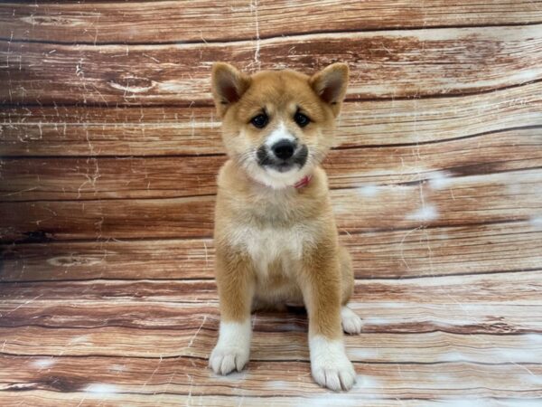 Shiba Inu-DOG-Female-Red-23357-Petland Scottsdale, Arizona