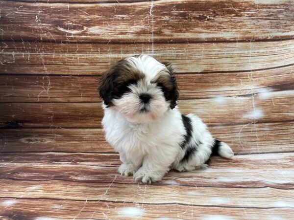 Lhasa Apso-DOG-Male-Red Gold-23355-Petland Scottsdale, Arizona