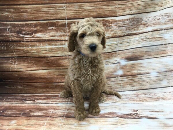 F1B Goldendoodle-DOG-Male-Golden-23371-Petland Scottsdale, Arizona