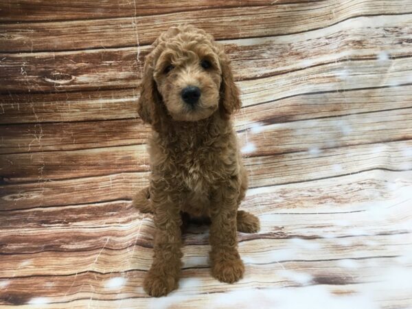 F1B Goldendoodle-DOG-Female-Golden-23372-Petland Scottsdale, Arizona
