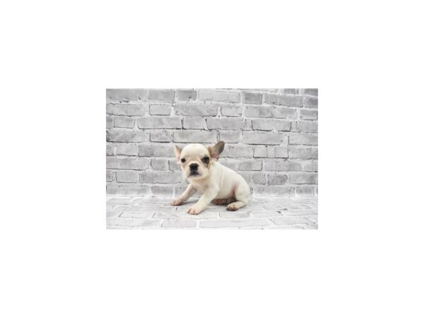 French Bulldog-DOG-Male-Fawn and White-23374-Petland Scottsdale, Arizona