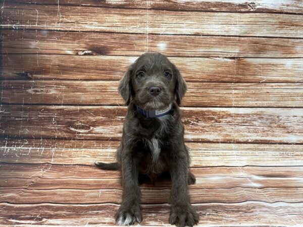 Labrador Retriever/Poodle-DOG-Male-Silver-23394-Petland Scottsdale, Arizona