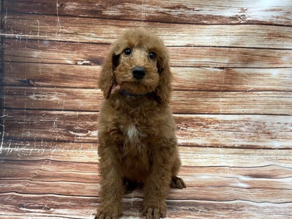 Standard Poodle-DOG-Male-Red-23393-Petland Scottsdale, Arizona