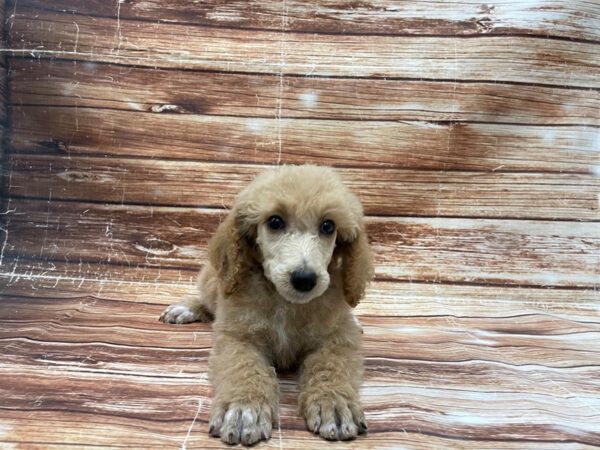 Standard Poodle-DOG-Female-Apricot-23392-Petland Scottsdale, Arizona