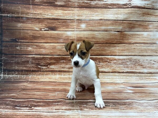 Jack Russell Terrier-DOG-Male-White / Red-23391-Petland Scottsdale, Arizona