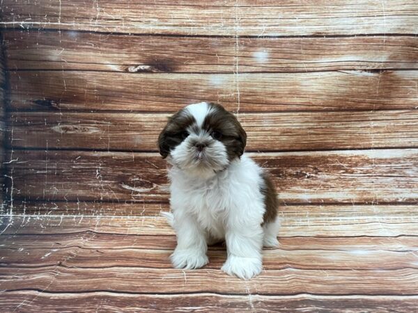Shih Tzu-DOG-Male-White, Chocolate / Tan-23390-Petland Scottsdale, Arizona