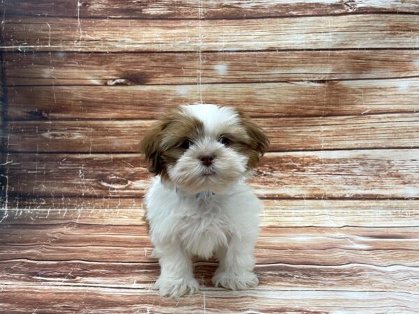 Shih Tzu-DOG-Male-White / Red-23389-Petland Scottsdale, Arizona