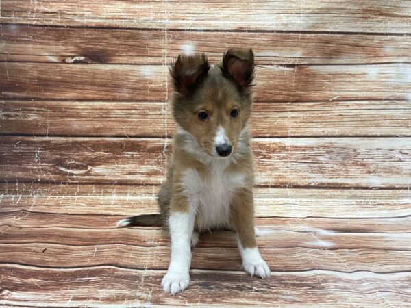 Shetland Sheepdog-DOG-Male-Sable / White-23388-Petland Scottsdale, Arizona
